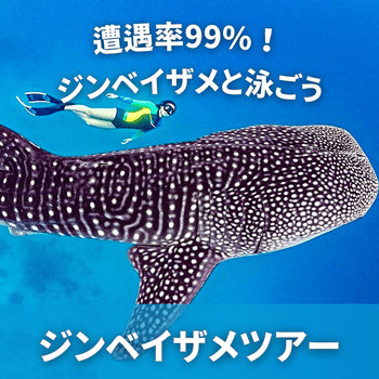 遭遇率99%!ジンベイザメと泳ごう