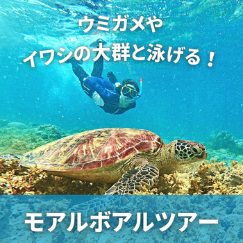 ウミガメやイワシの大群と泳げる